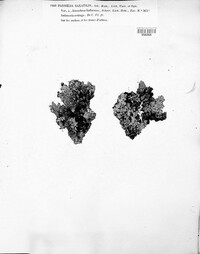 Parmelia saxatilis image